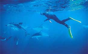 plavání s delfíny (foto Dolphin Encounter)